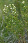 Northern Bedstraw