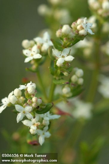 Galium boreale