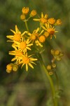 Streambank Butterweed blossoms detail