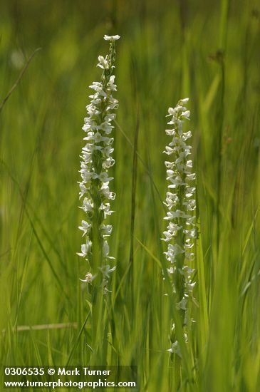 Platanthera leucostachys