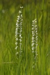 White Bog Orchid