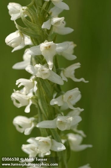 Platanthera leucostachys