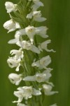 White Bog Orchid blossoms detail