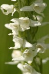 White Bog Orchid blossoms extreme detail