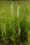 White Bog Orchids