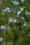 Blue Stickseed blossoms