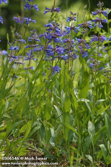 Penstemon rydbergii