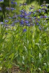 Rydberg's Penstemon