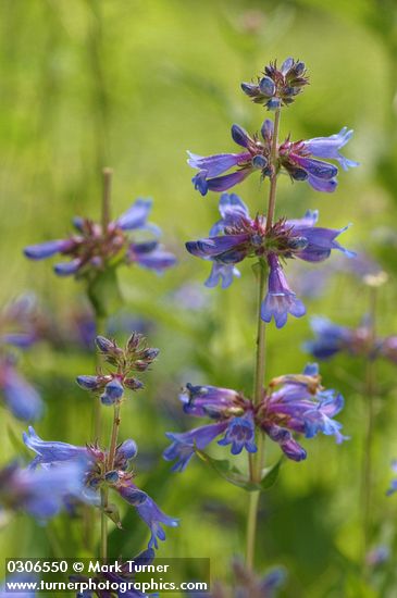 Penstemon rydbergii
