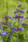 Rydberg's Penstemon blossoms