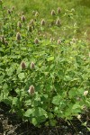 Nettle-leaf Horsemint