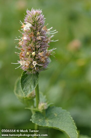 Agastache urticifolia