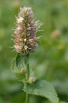 Nettle-leaf Horsemint blossom & foliage detail