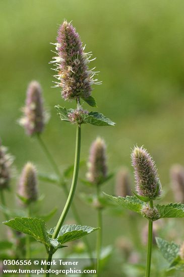 Agastache urticifolia