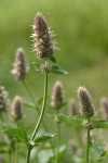 Nettle-leaf Horsemint blossoms & foliage detail