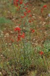 Scarlet Gilia