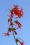 Scarlet Gilia blossoms against blue sky