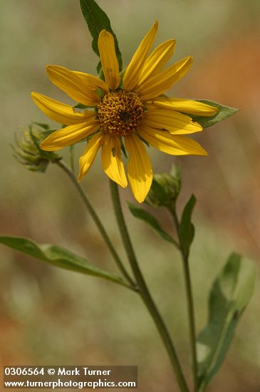 Helianthella uniflora