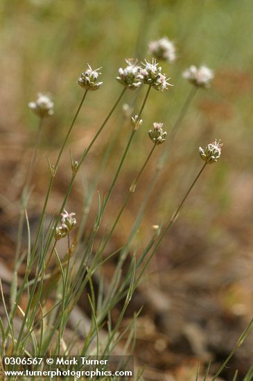 Arenaria congesta