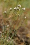 Ballhead Sandwort