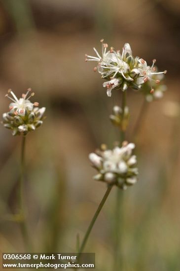 Arenaria congesta