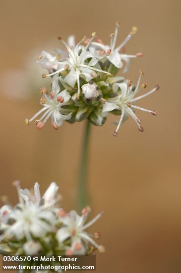 Arenaria congesta