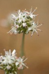 Ballhead Sandwort blossoms detail