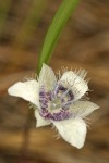 Elegant Cats Ear blossom detail