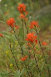 Acute Indian Paintbrush