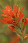 Acute Indian Paintbrush bracts & blossom detail