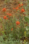 Acute Indian Paintbrush