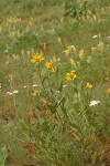 Little Sunflowers