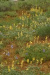 Sulphur Lupines & Large-flowered Brodiaea in meadow