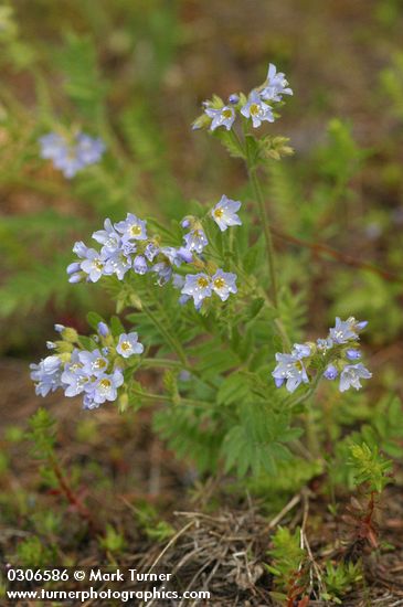 Polemonium pulcherrimum