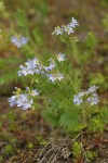 Showy Polemonium