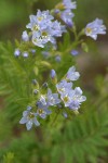 Showy Polemonium blossoms