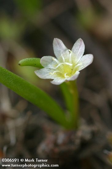 Lewisia triphylla