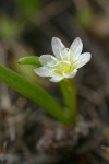 Three-leaf Lewisia