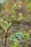 Sierra Snakeroot