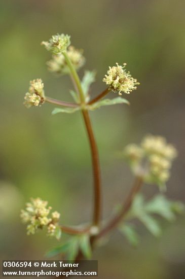 Sanicula graveolens