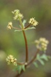 Sierra Snakeroot blossoms