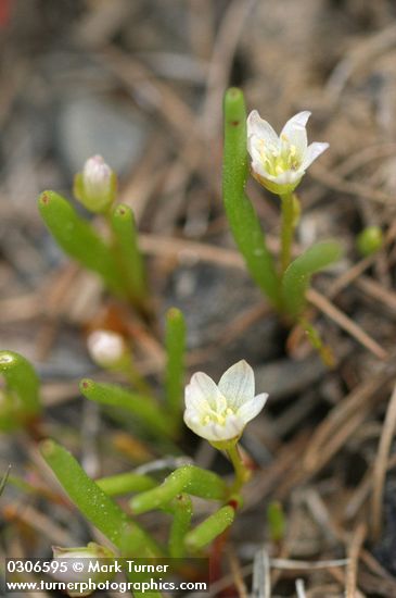 Lewisia triphylla