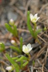 Three-leaf Lewisia