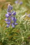 Dry-ground Lupine