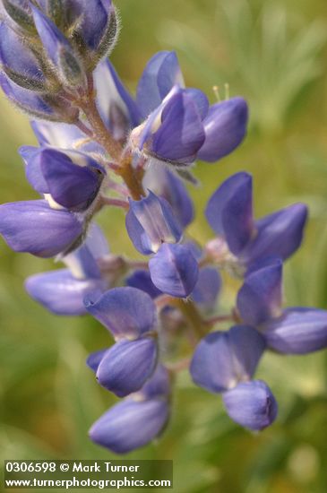 Lupinus aridus