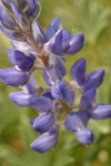 Dry-ground Lupine blossoms extreme detail