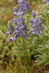 Dry-ground Lupine