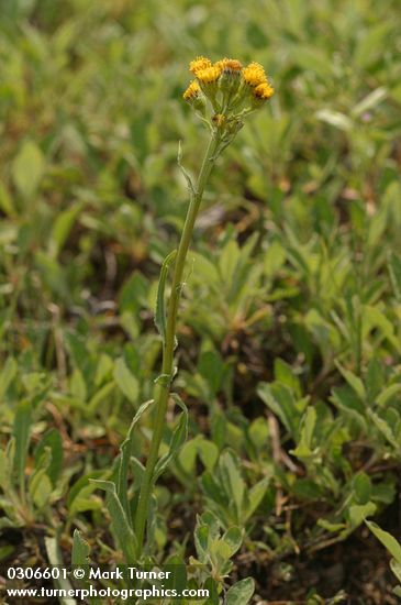 Senecio integerrimus var. exaltatus