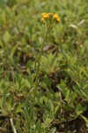 Western Groundsel