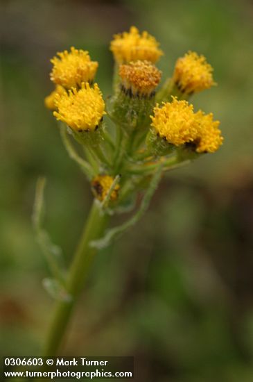 Senecio integerrimus var. exaltatus